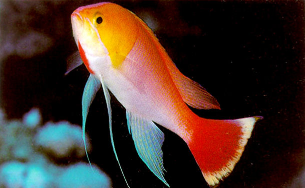 Pseudanthias heemstrai (Castagnola di Heemstra)